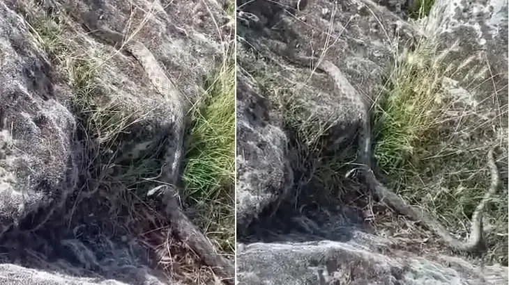3 metrelik yılanla insanlık sohbeti